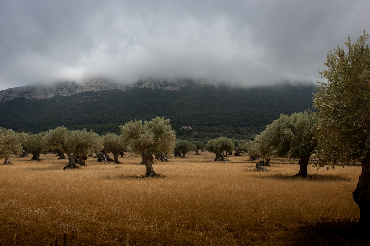 Olive trees on a rural estate